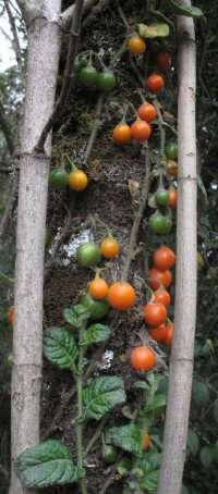 Solanum climbing sp. from Colombia
